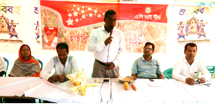 দাউদকান্দিতে হাইব্রিড ভুট্টা ডন-১১১ এর বাম্পার ফলন