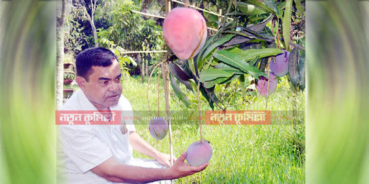 কুমিল্লায় সৌদি আরবের লাল আম