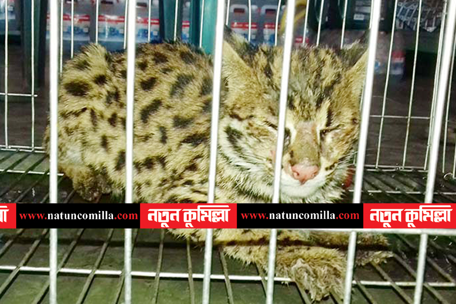 কলার ট্রাকের ‘বাঘ শাবক’টি কুমিল্লা চিড়িয়াখানায়