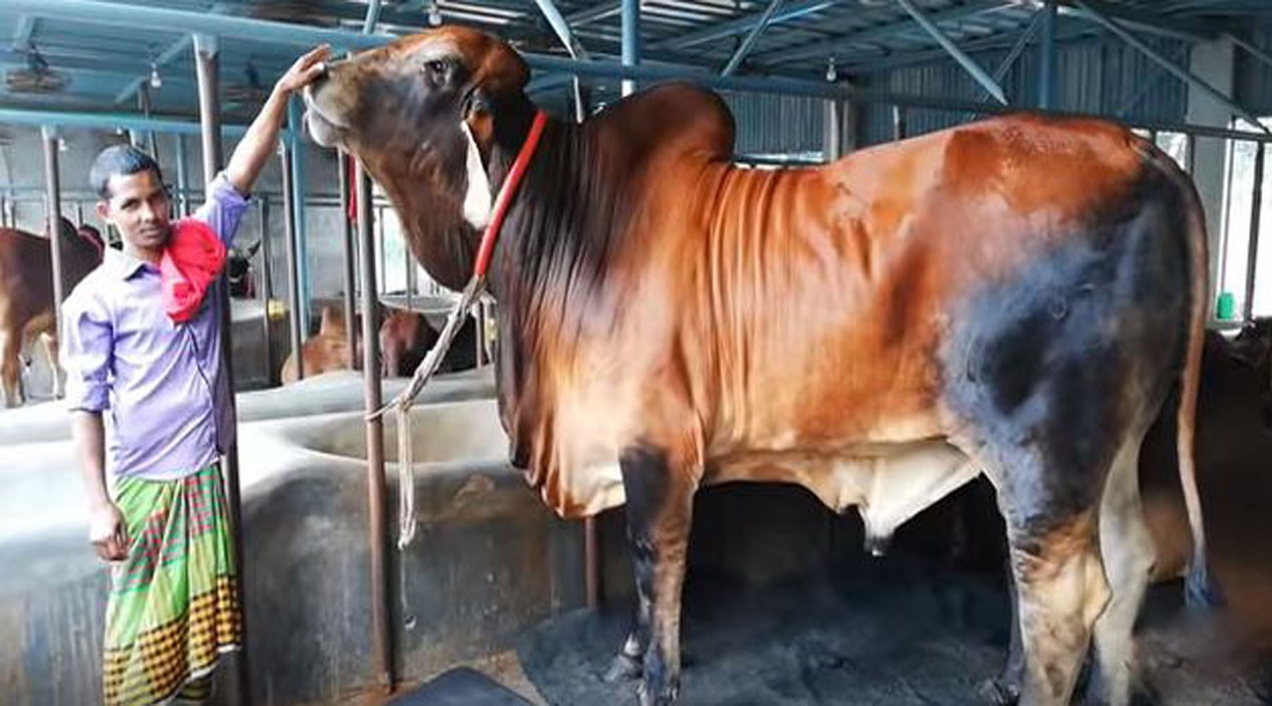 বিমানযোগে ‘বাদশাহ’ এখন ঢাকায়, দাম ২৯ লাখ টাকা !