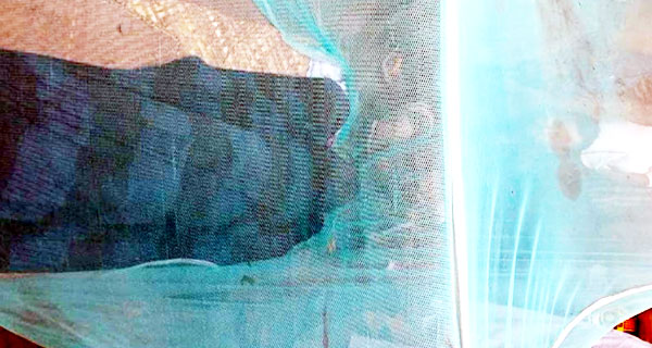 চান্দিনায় সাপের কামড়ে নিহত, ওঝার অপেক্ষায় মশারি বন্দি মরদেহ