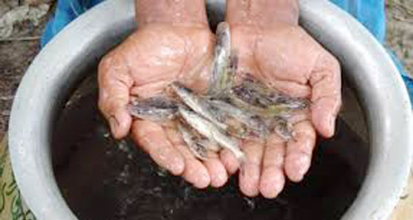 মুরাদনগরে উন্মুক্ত জলাশয়ে রুই জাতীয় পোনা অবমুক্ত