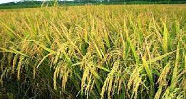 কুমিল্লায় আউশের বাম্পার ফলন; লক্ষ্যমাত্রার চেয়ে আড়াইগুণ বেশি