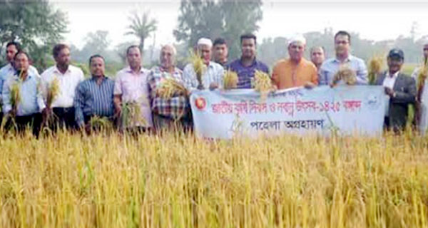ব্রাহ্মণপাড়ায় কৃষি দিবস ও নবান্ন উৎসব উদযাপন