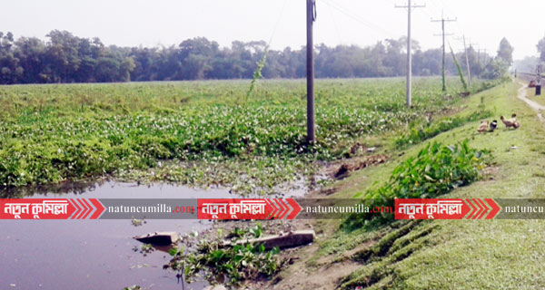 কুমিল্লায় কচুরিপানায় ভরা শত বছরের পুরনো গোত্রশাল দিঘি