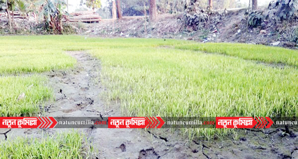 নাঙ্গলকোটে কোল্ড ইনজুরিতে বোরো বীজতলা