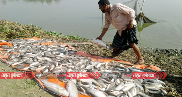 বাখরাবাদ গ্যাসে কুমিল্লায় মরছে কোটি টাকার মাছ!