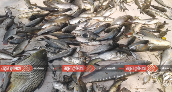 নাঙ্গলকোটে দুর্বৃত্তদের দেয়া বিষে মরলো ২ লাখ টাকার মাছ