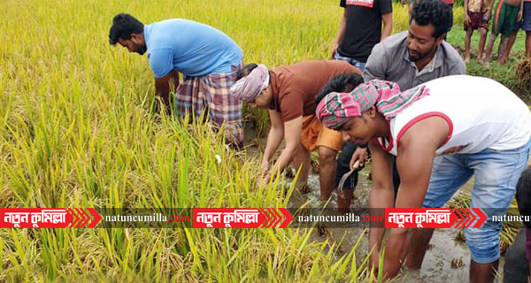 এবার কুমিল্লায় কৃষকের ধান কেটে বাড়ি পৌঁছে দিলো ছাত্রলীগ
