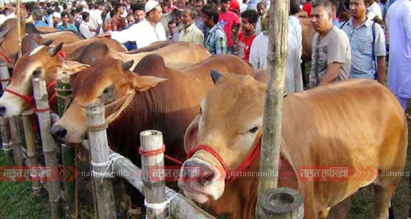 কুমিল্লায় ৩৯৩ স্থানে বসছে কোরবানির পশুর হাট