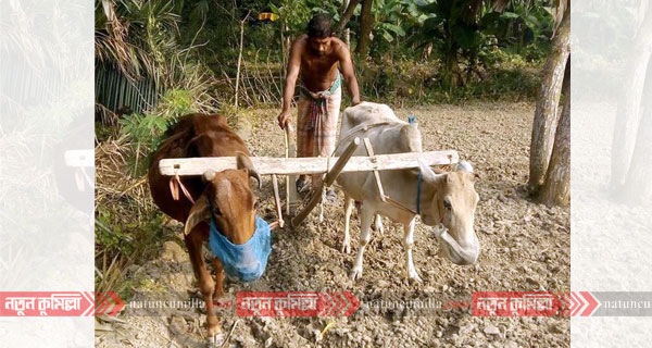 কুমিল্লায় বিলুপ্তির পথে গ্রামীণ ঐতিহ্য লাঙ্গল-জোয়াল