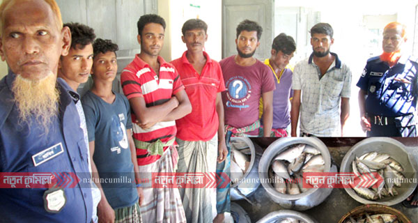 কুমিল্লায় ইলিশ বিক্রির অপরাধে ৭ ব্যবসায়ীর অর্থদণ্ড