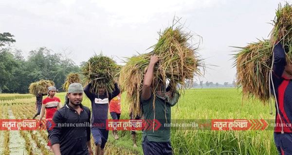 লালমাইতে কৃষকের ধান কেটে ঘরে তুলে দিচ্ছেন ছাত্রলীগ