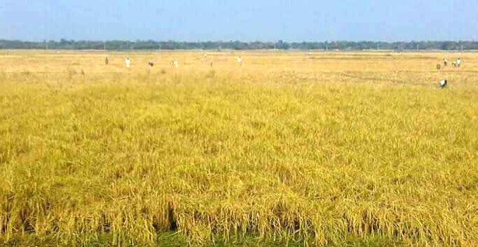 কুমিল্লায় ধান কাটার শ্রমিক সঙ্কটে দুশ্চিন্তায় কৃষকরা